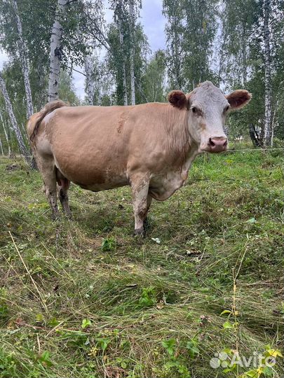 Телята бычки коровы