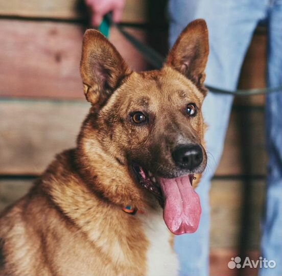 Собака в добрые руки
