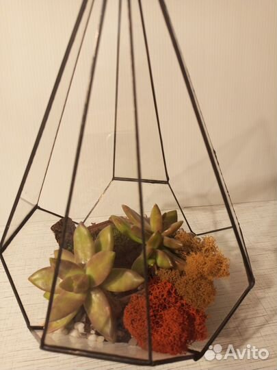 Флорариум Капля мини с суккулентом