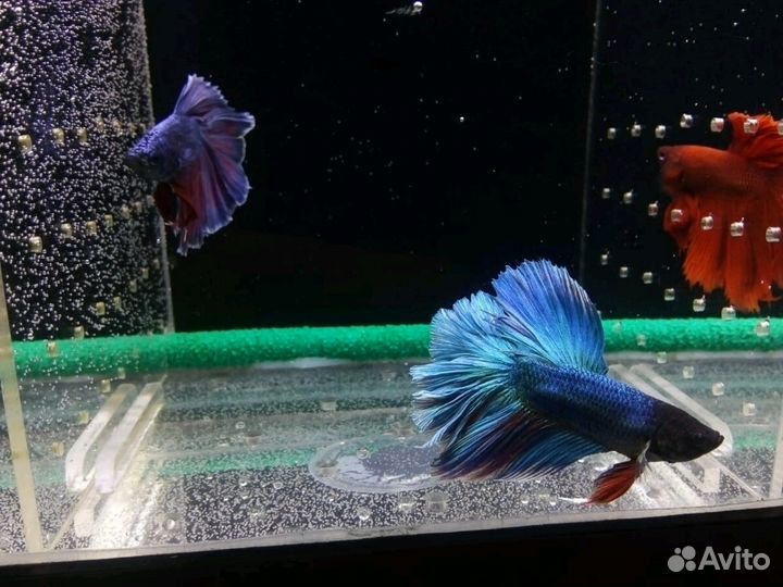 Подарок к празднику (аквариум с петушком)