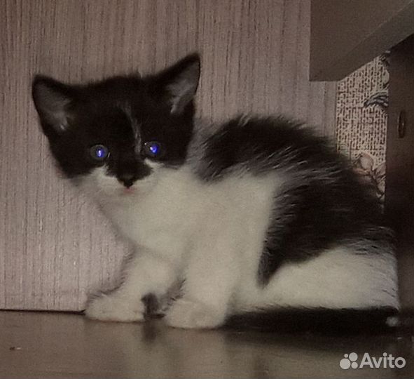 Отдам котенка в добрые руки