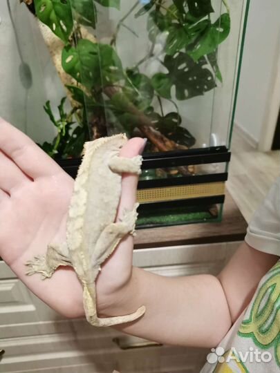 Бананоеды
