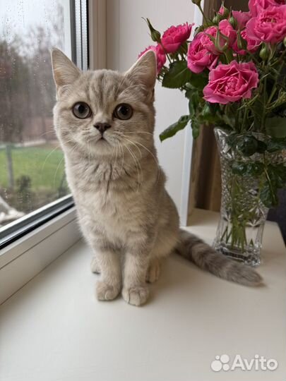 Шотландская малышка