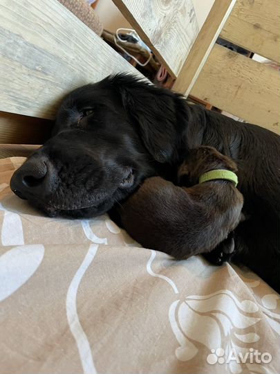 Щенки прямошерстного ретривера