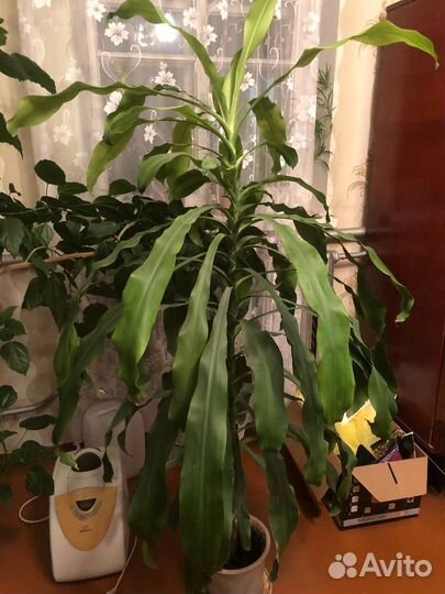 Комнатные домашние растения