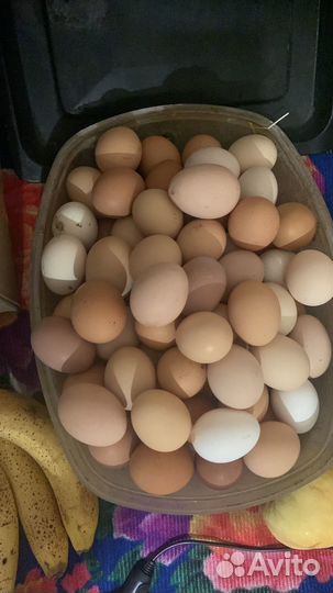 Домашние куриные яйца