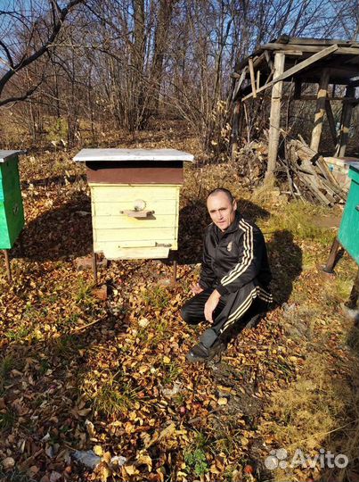 Улей с пчелами