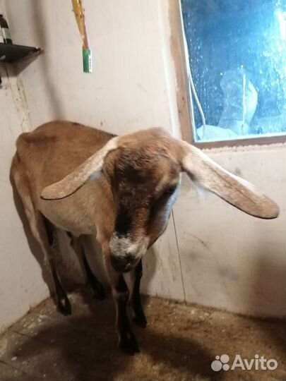 Коза дойная