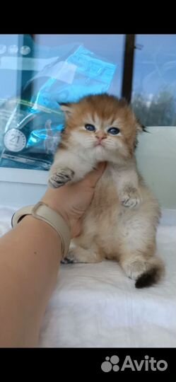 Котята Золотая Шиншилла