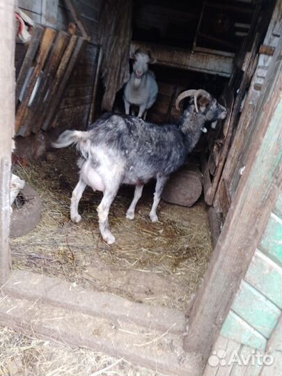 Козы дойные