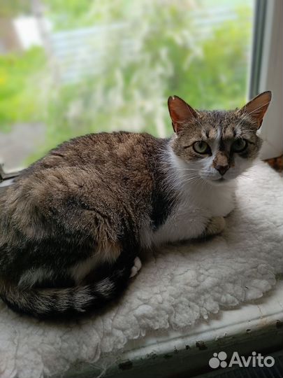 Кошка в дар