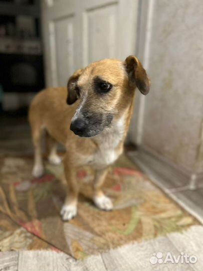 Собака в добрые руки отдам бесплатно