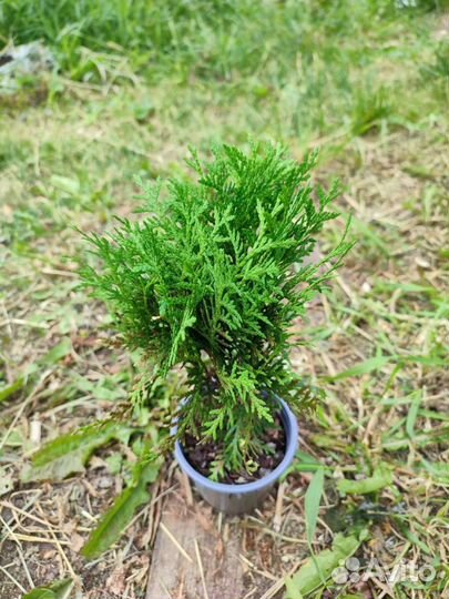 Туя шаровидная даника