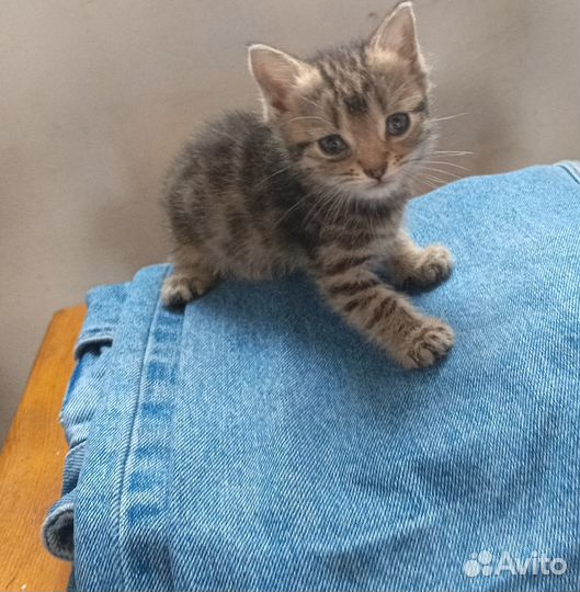 Домашние котята