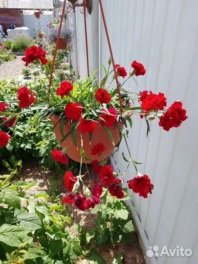 Гвоздика ампельная