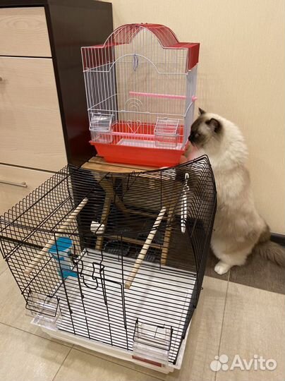 Клетка. Пользовались 2 дня