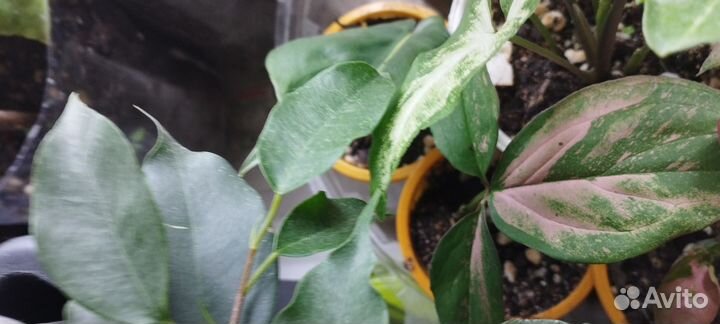 Сингониум и другие комнатные