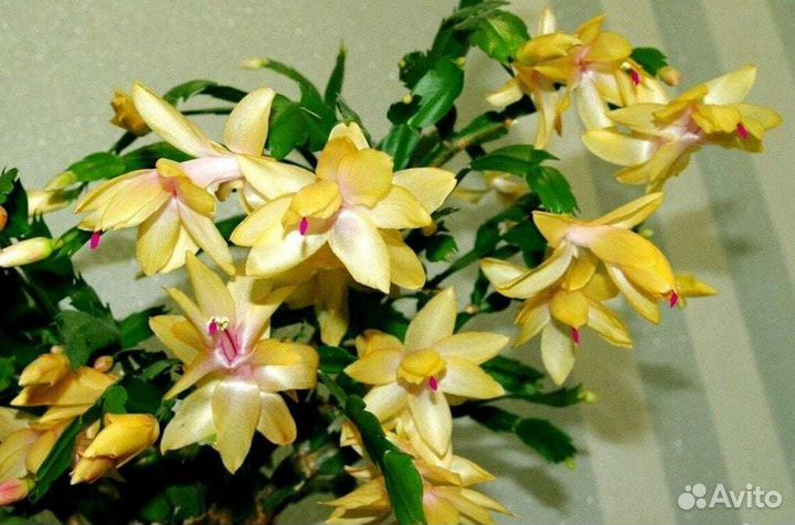 Цветок декабрист