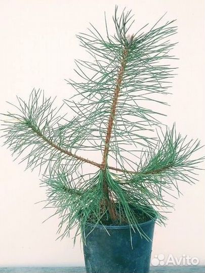 Сосна Крымская