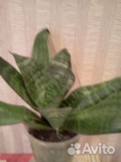 Сансиверия