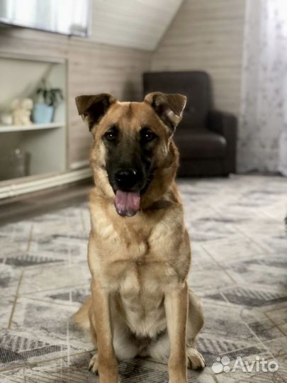 Небольшая собачка Рейна 1,5 года