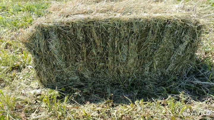 Сено луговое в тюках