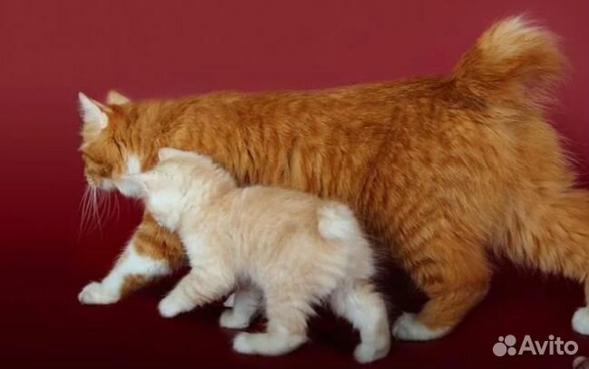 Курильский бобтейл