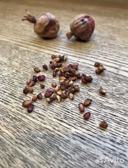 Семена карликового граната/Гранат карликовый/5шт