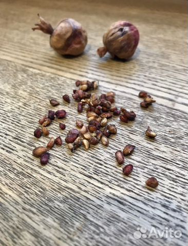 Семена карликового граната/Гранат карликовый/5шт