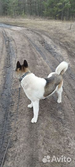 Отдам собаку в добрые руки. Американская Акита