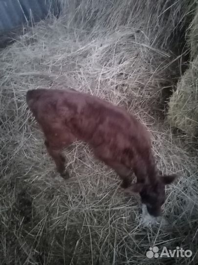 Продаю тёлочку