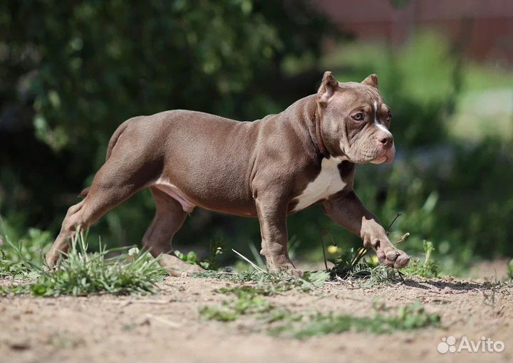 Амерриканский булли щенки