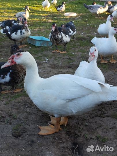 Мускусные утки