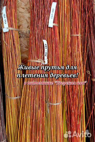 Живой ивовый прут для плетения живых деревьев купить в Твери | Товары ...