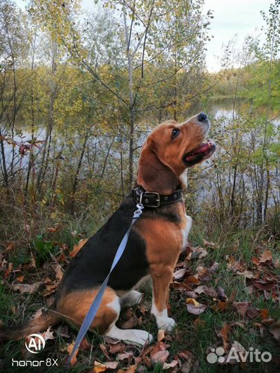 Бигль кобель