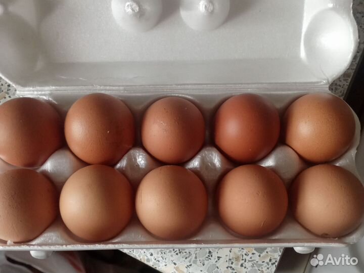 Яйцо индоутки,курочек