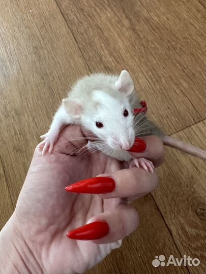 Крыса дамбо