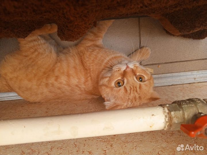 Рыжий кот