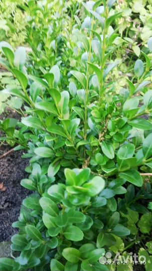 Саженцы самшита и туи в грунте