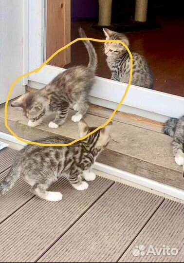 Бенгальская