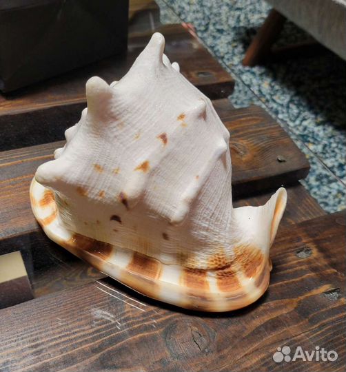 Ракушка и камни для аквариума