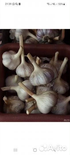Чеснок