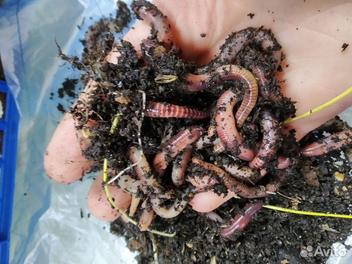 Червь навозный