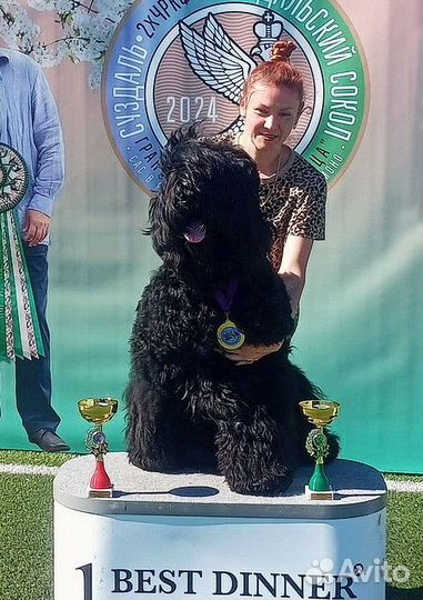 Русский черный терьер, щенки, кобели для вязок