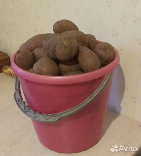 Продам картофель домашний