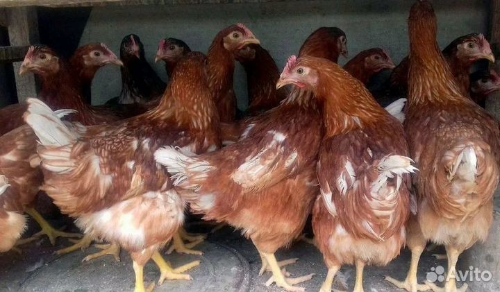 Куры несушки с агрофермы