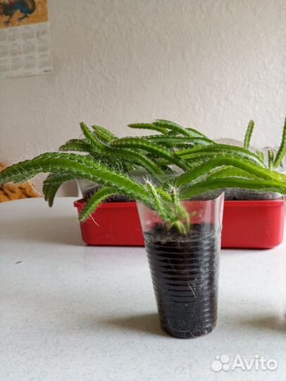 Кактус питахайя плодоносящий