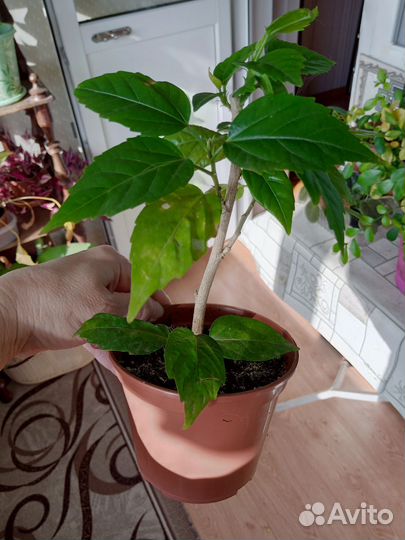 Гибискус комнатный