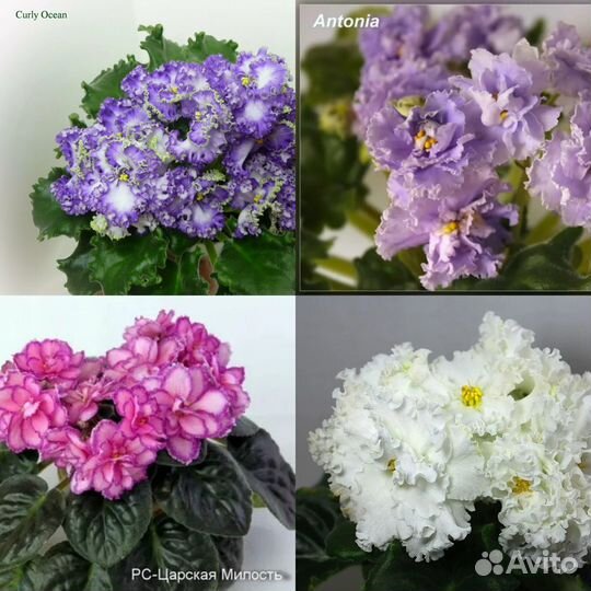 Фиалки листья