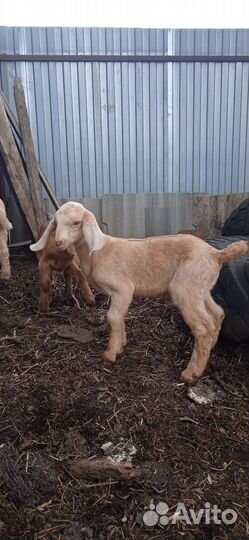 Продам козлят